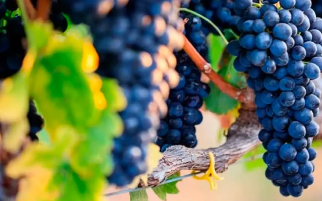 Focus sur le Syrah, cépage phare des vins de la Vallée du Rhône