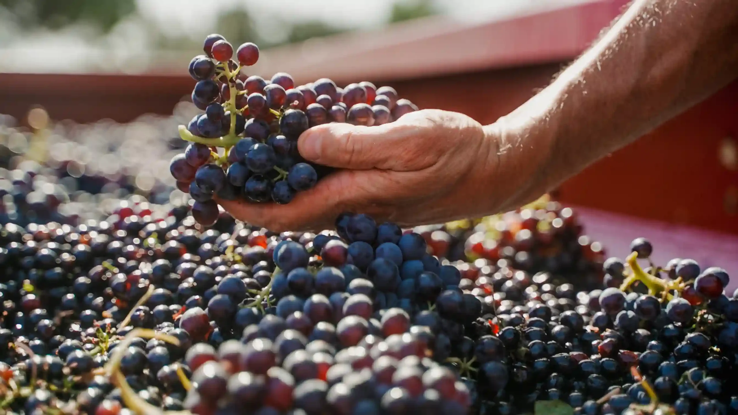 Valcombe-raisin rouge Grappes de raisins des vins Château de Valcombe