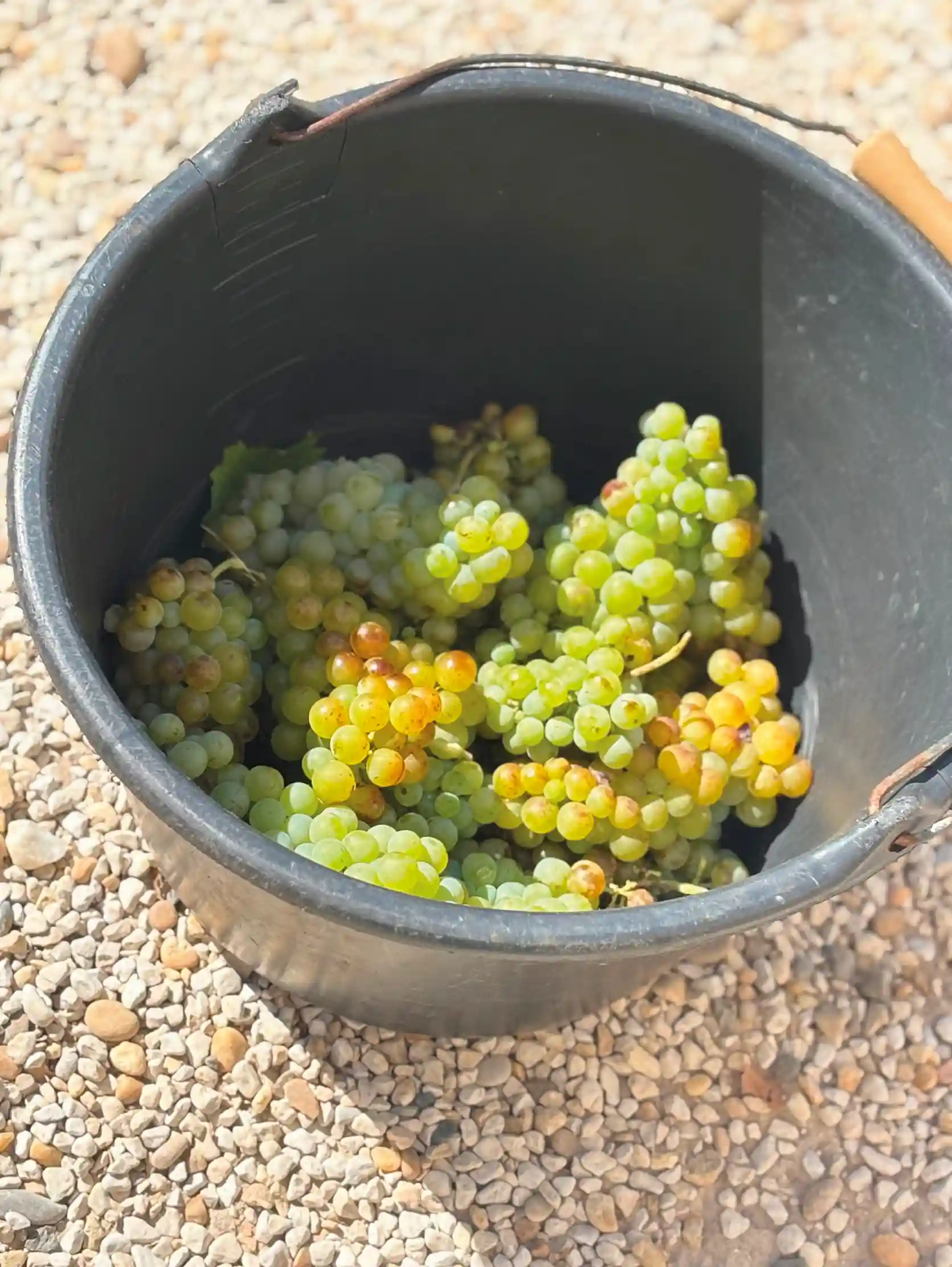 Le raisin de Château de Valcombe Le raisin de Château de Valcombe