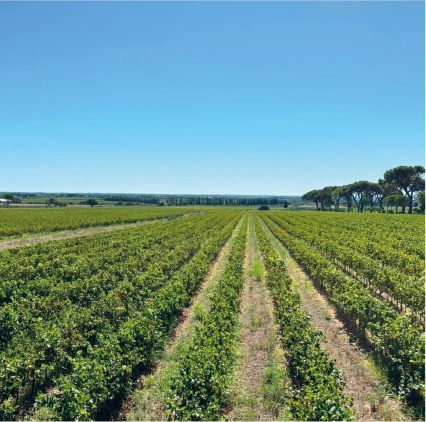 Nos terres nos terres - Château de Valcombe